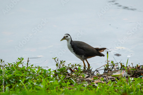 White-breasted waterhen (Amaurornis phoenicurus) walking on a lakeside at Singapore Jurong Lake Gardens, natural background photo