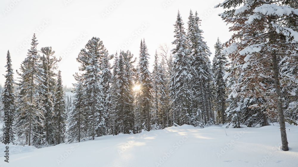 Snow-covered forest with sunlight peeking through trees in winter landscape Snow-covered forest with sunlight peeking through trees in winter landscape