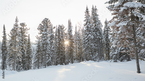 Wallpaper Mural Snow-covered forest with sunlight peeking through trees in winter landscape Torontodigital.ca