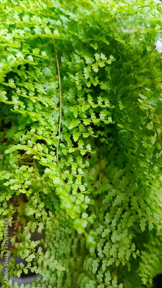 Fototapeta premium Nature leaves, green tropical forest, background concept