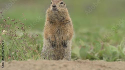 Curious Ground squirrels Prairie dogs in Kamchatka green grass