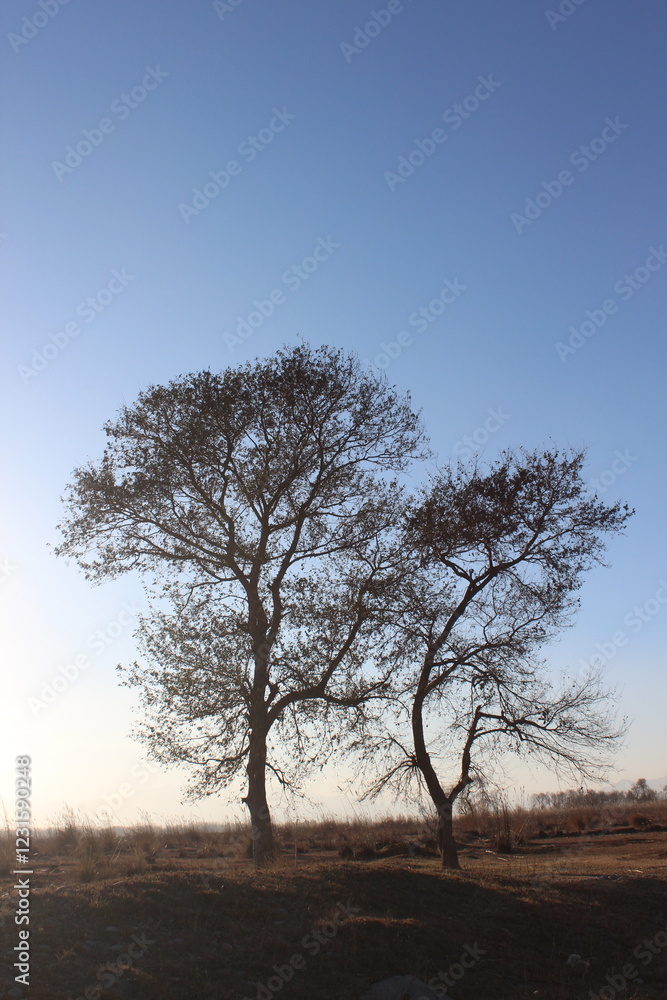 A lonely tree in the snow on a winter meadow with blue skies and clouds A lonely tree in the snow on a winter meadow with blue skies and clouds