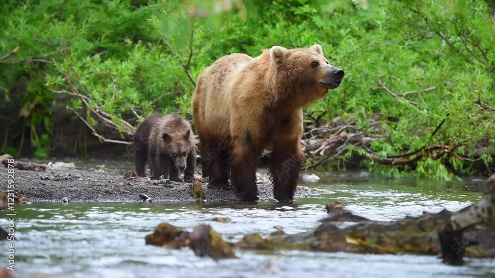 Brown Bear mother and cubs hunting Salmon in Kamchatka river stream Brown Bear mother and cubs hunting Salmon in Kamchatka river stream