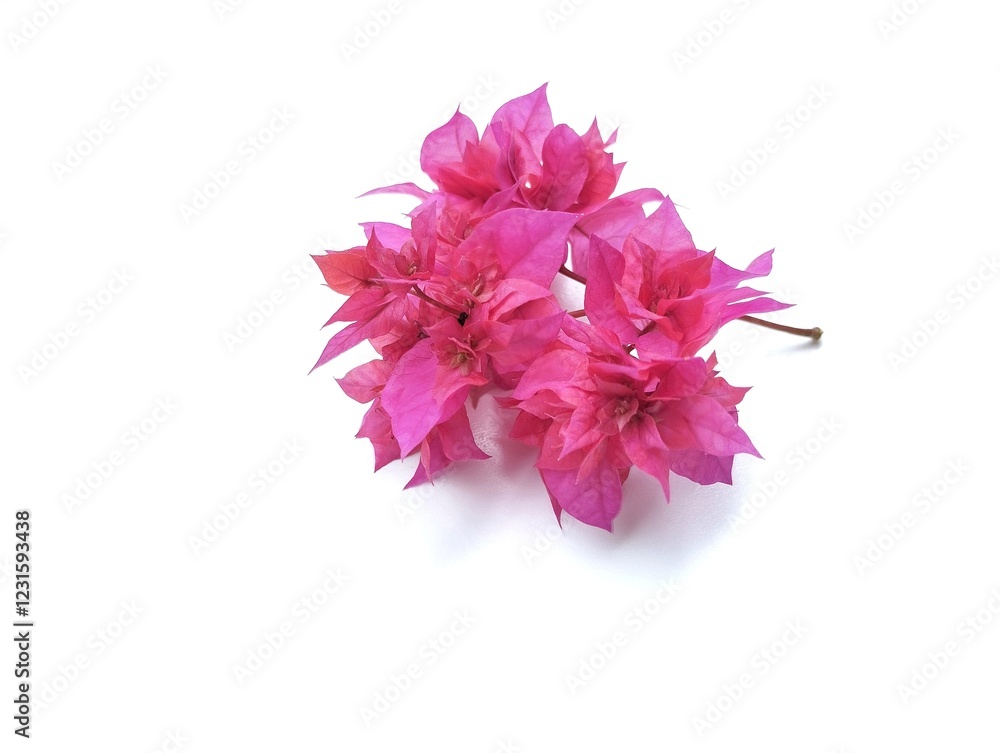 Bougenville pink flower isolated on white background, Floral decoration, Botanical photography for design Bougenville pink flower isolated on white background, Floral decoration, Botanical photography for design