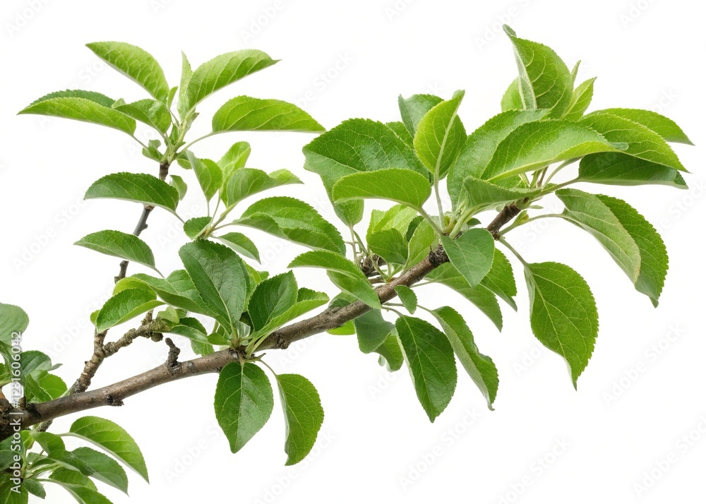Obraz premium Surreal apple branch, emerald leaves on white. AI art.