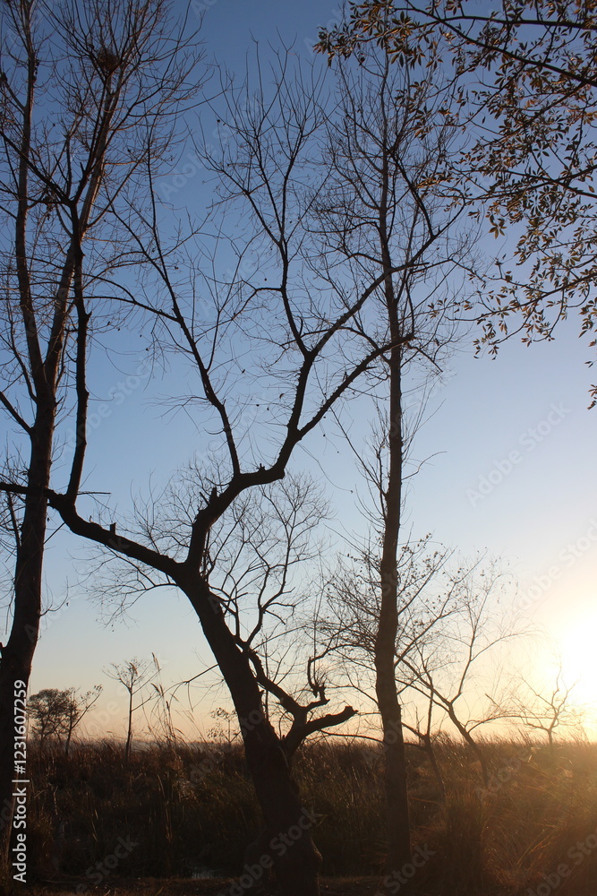 Tall trees reaching into the sky with branches against a bright blue background Tall trees reaching into the sky with branches against a bright blue background