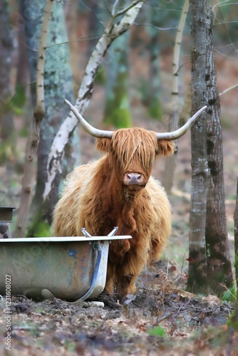 Une vache écossaise marron  photo