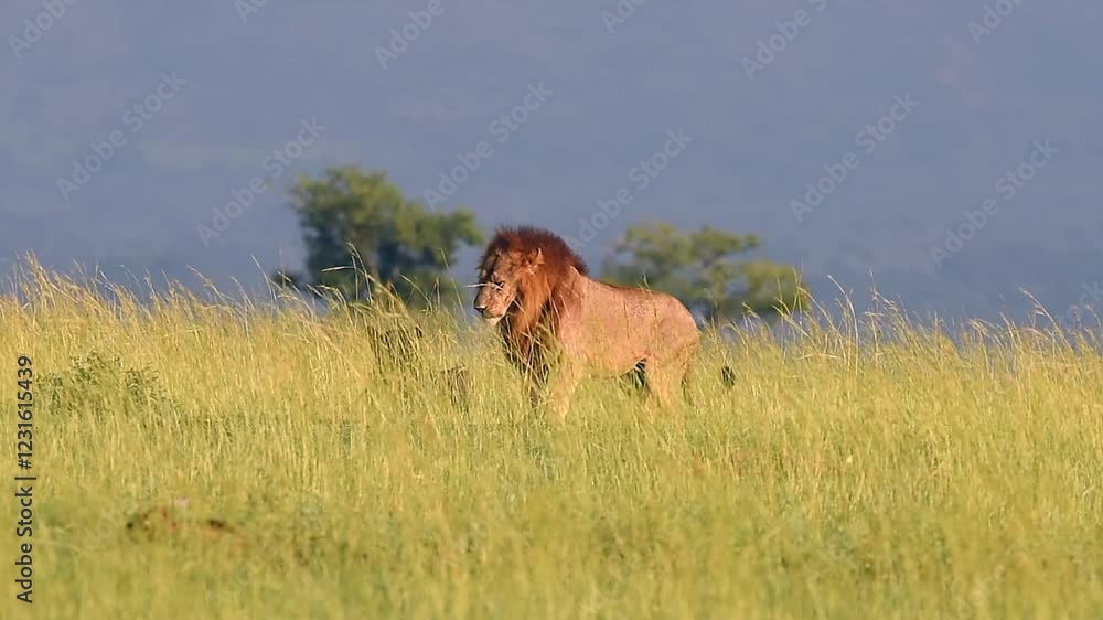 Male Lion scouting for prey in Uganda grassland, close up shot Male Lion scouting for prey in Uganda grassland, close up shot