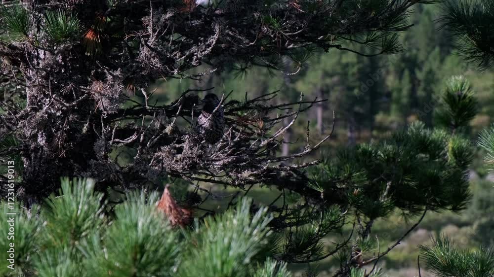 Birds resting on pine branches in a coniferous forest Birds resting on pine branches in a coniferous forest