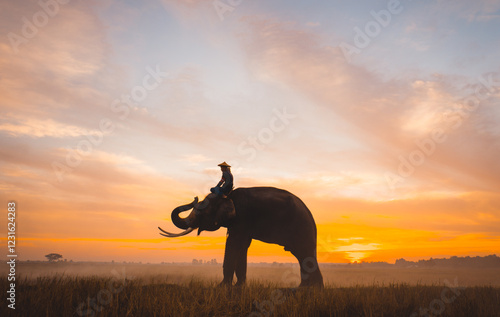Photography Man and his elephant working in the rice fields in northern thailand