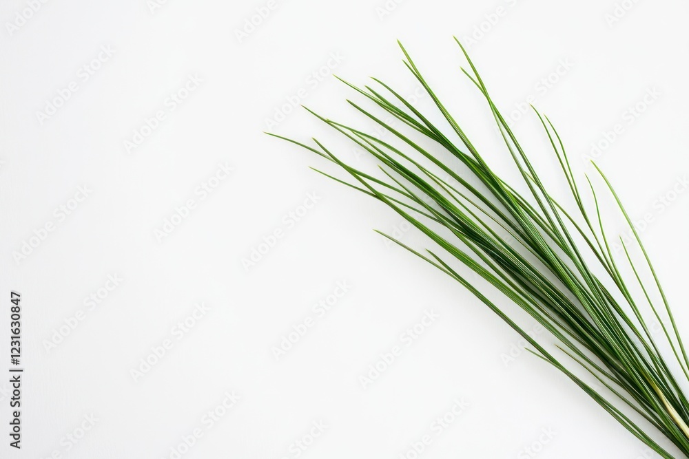 Green grass sprigs on a white background, for spring themes and creative designs Green grass sprigs on a white background, for spring themes and creative designs