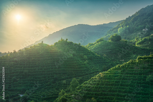 Vineyards on the Prosecco hills at sunset. Farra di Soligo, Veneto, Italy photo