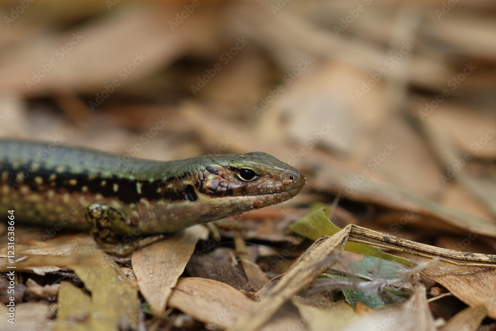 skink skink