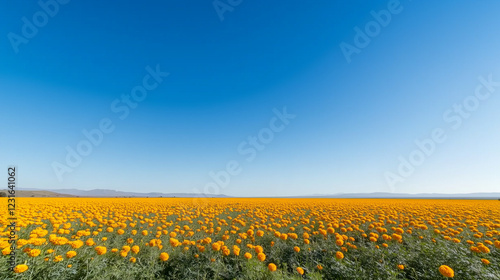 Golden Fields Under a Vast ...