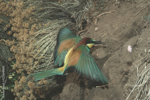 European Bee-eater, Merops apiaster, adult in flight toward the nest. Porto Ferro, Alghero, Sassari, Sardinia, Italy photo