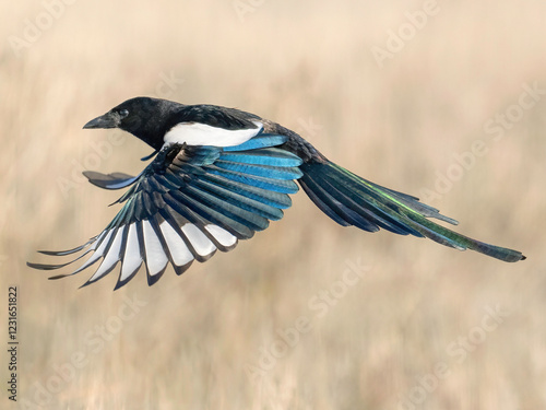 Flying Magpie