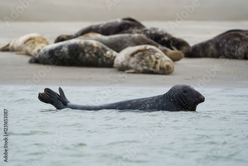 phoque berck plage photo