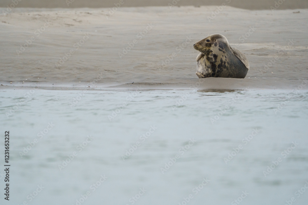 Fototapeta premium phoque berck plage