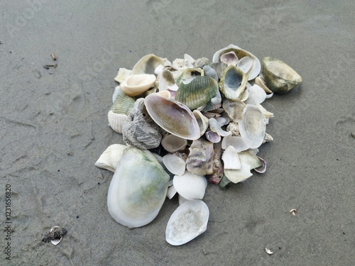Piles of beach shells on the sand