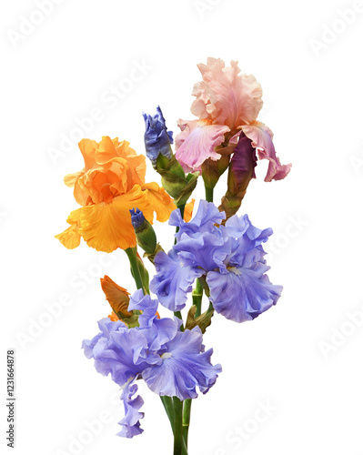 Pink, orange and purple iri...