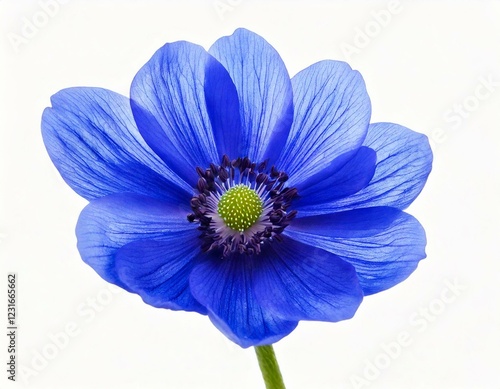  spring blue flower isolated on white background  photo