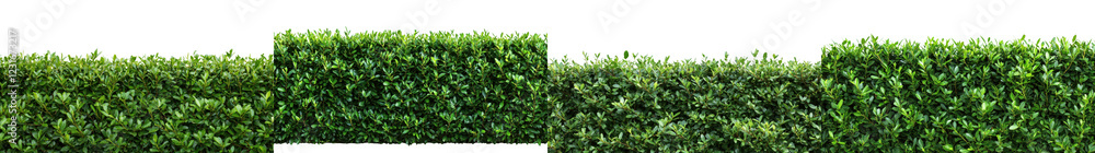 Fototapeta Perfectly Manicured Green Hedgerow Lining Peaceful Residential Landscape