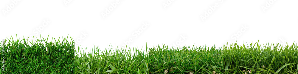 Close up view of vibrant green grass blades in natural outdoor environment Close up view of vibrant green grass blades in natural outdoor environment