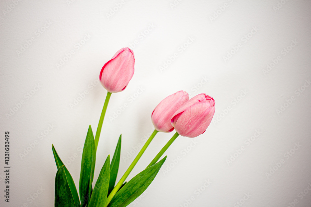 Fototapeta premium Spring flowers, pink tulips in a glass vase