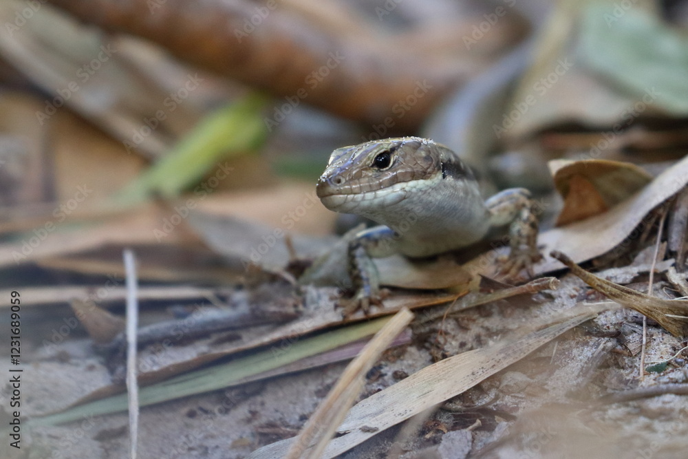 Fototapeta premium skink