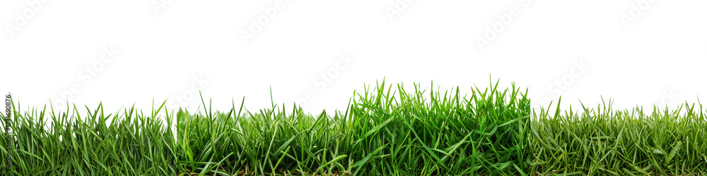Fototapeta premium Blurred Lush Green Grass Field as Peaceful Natural Landscape Background