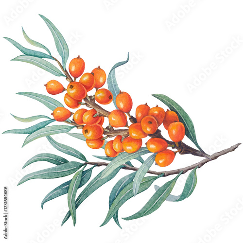 sea buckthorn