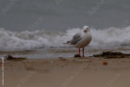 silver gull