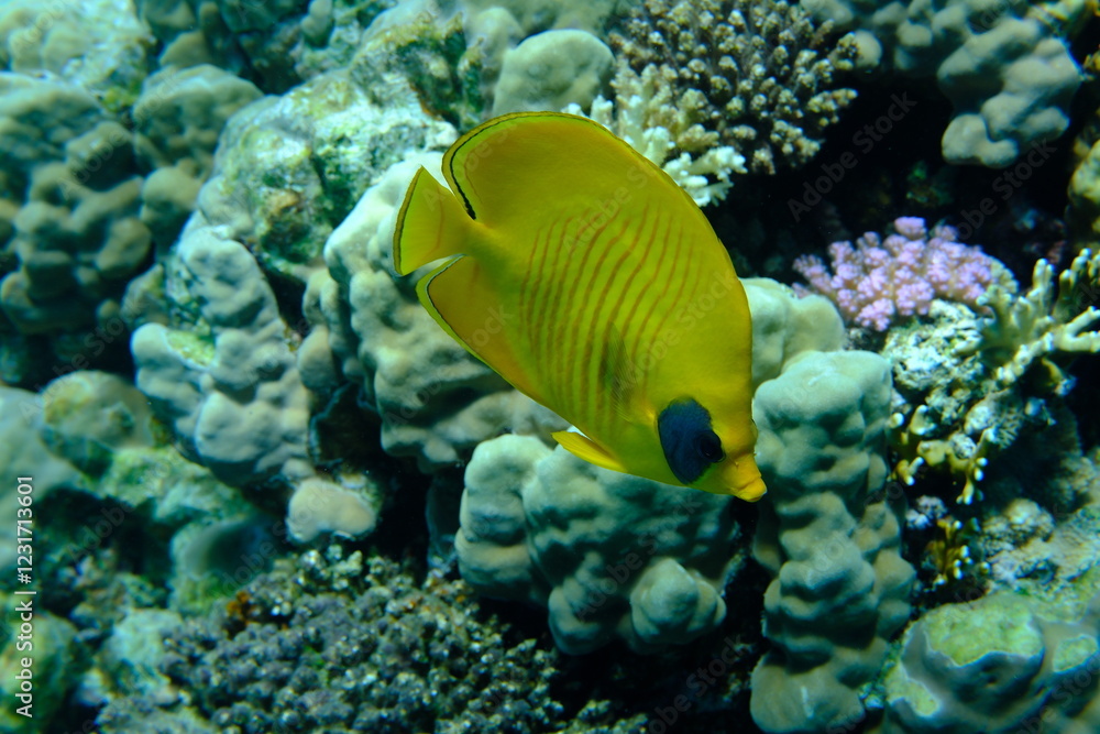 Masked butterflyfish or bluecheek butterflyfish (Chaetodon semilarvatus) undersea, Red Sea, Egypt, Sharm El Sheikh, Montazah Bay Masked butterflyfish or bluecheek butterflyfish (Chaetodon semilarvatus) undersea, Red Sea, Egypt, Sharm El Sheikh, Montazah Bay
