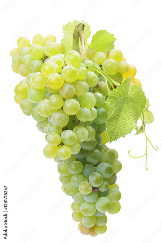 Bunch of green grapes isolated