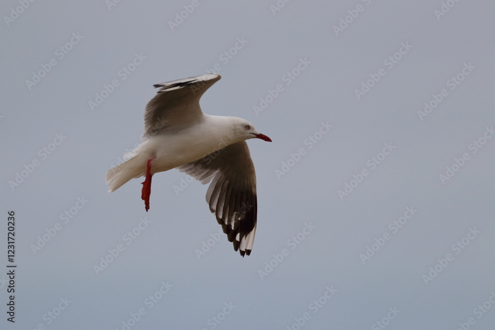 Obraz premium silver gull