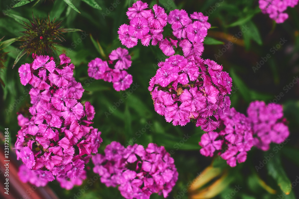 Vibrant pink flowers bloom in a garden during late spring, showcasing their rich colors and delicate petals Vibrant pink flowers bloom in a garden during late spring, showcasing their rich colors and delicate petals