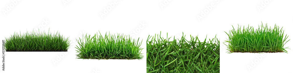 Fototapeta premium Vibrant Green Grassy Meadow in Serene Natural Environment