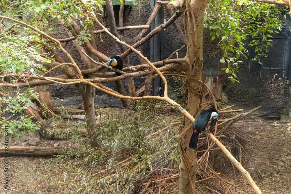 A toucan perched on branch at the zoo Zagreb. A toucan perched on branch at the zoo Zagreb.
