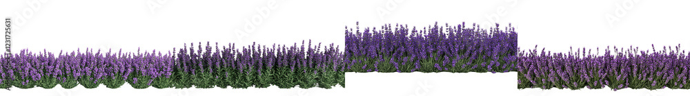 Obraz premium Stunning Lavender Field Landscape in Bloom on a Sunny Summer Day