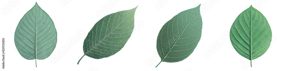 Obraz premium A collection of vibrant and verdant green leaves showcasing the beauty and intricacy of plant life