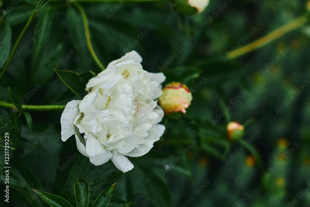 White peony flower blooms among green foliage in a serene garden setting during spring White peony flower blooms among green foliage in a serene garden setting during spring