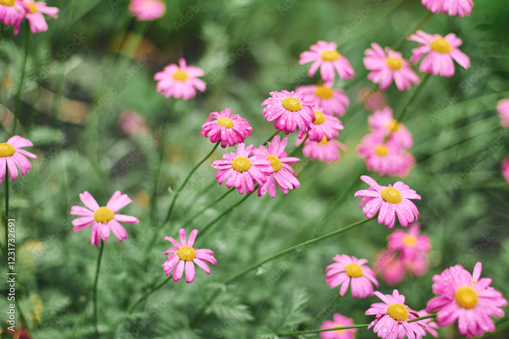 Blossoming pink daisies sway gently in the breeze during the bright afternoon sun in a lush green garden Blossoming pink daisies sway gently in the breeze during the bright afternoon sun in a lush green garden