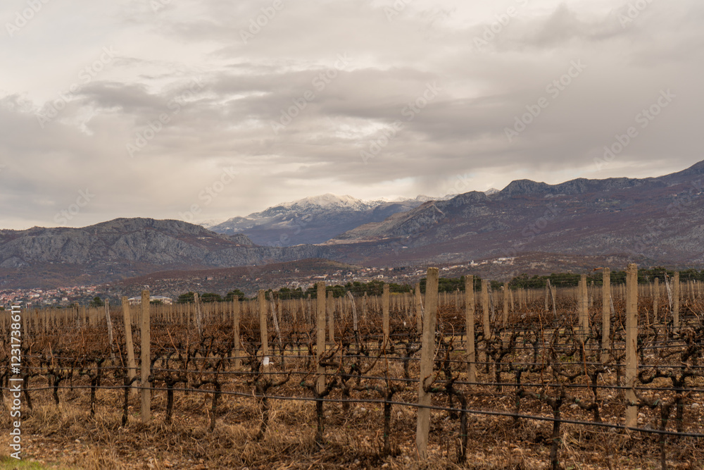 Naklejka premium grape plantations in winter.
