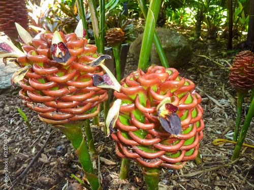 Vibrant beehive ginger (Zingiber spectabile) flowers blooming in tropical garden in Cairns, Australia. Distinctive reddish-orange cone-shaped inflorescences emerge from green stalks amid mulched soil photo