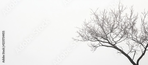 Wallpaper Mural Barren tree branches on a soft gray background signify solitude and the passage of time creating a serene and minimalist artistic effect Torontodigital.ca
