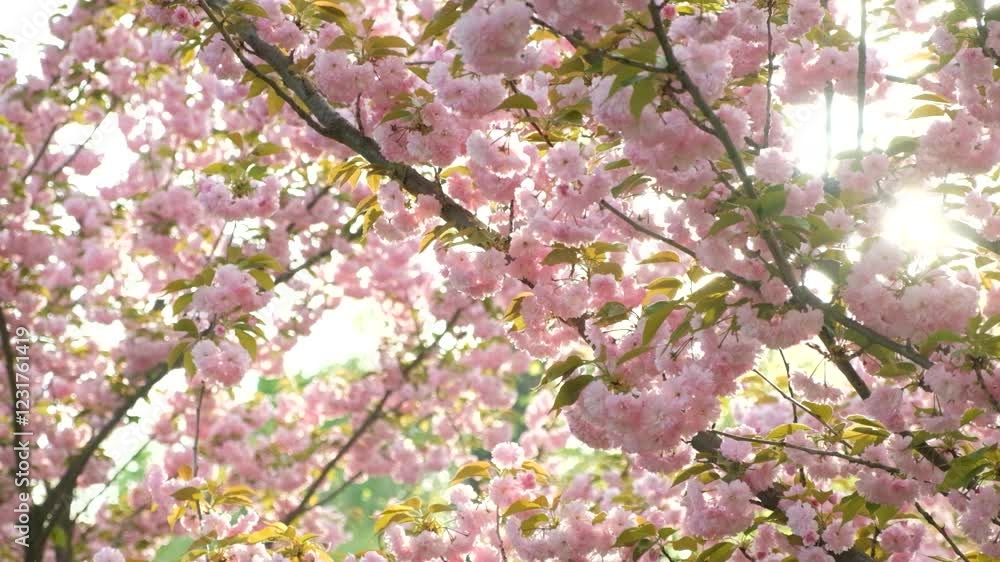 Walking in a cherry blossom garden, lots of trees in the wind, slow motion. Walking in a cherry blossom garden, lots of trees in the wind, slow motion.