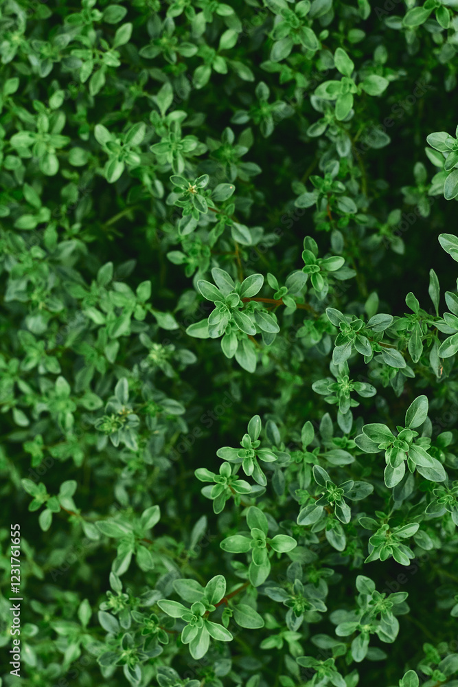 Fototapeta premium Fresh thyme plants growing densely in a vibrant green garden space during the summer season