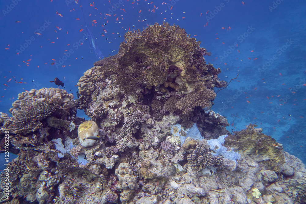Colorful coral reef at the bottom of tropical sea, finger coral and fish anthias, underwater landscape