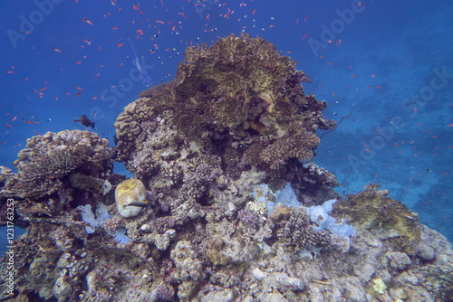 Obraz na płótnie Colorful coral reef at the bottom of tropical sea, finger coral and fish anthias, underwater landscape w salonie