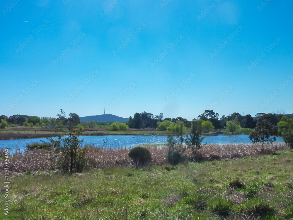 Tranquil wetland landscape at Jerrabomberra Wetlands with Black Mountain Tower visible on horizon in Canberra, Australia. Serene lake reflects bright sky, surrounded by native reeds. Nature reserve